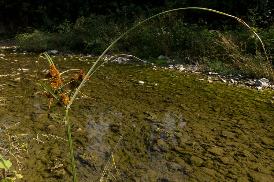 Cyperus glomeratus / Zigolo ferrugineo